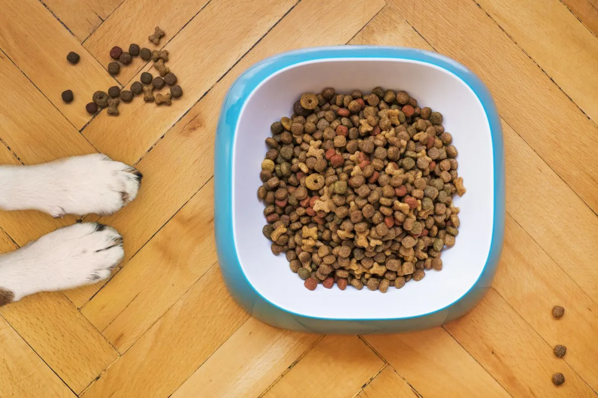 A dog's white paws beside a blue and white bowl full of kibble on a wooden floor A dog's white paws beside a blue and white bowl full of kibble on a wooden floor