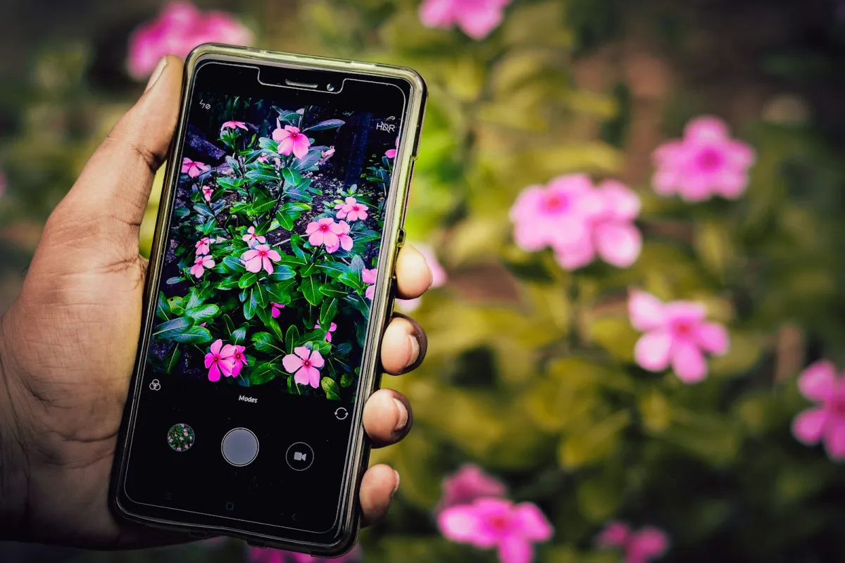 A hand holding a smartphone in a clear case, photographing pink flowers in a garden A hand holding a smartphone in a clear case, photographing pink flowers in a garden