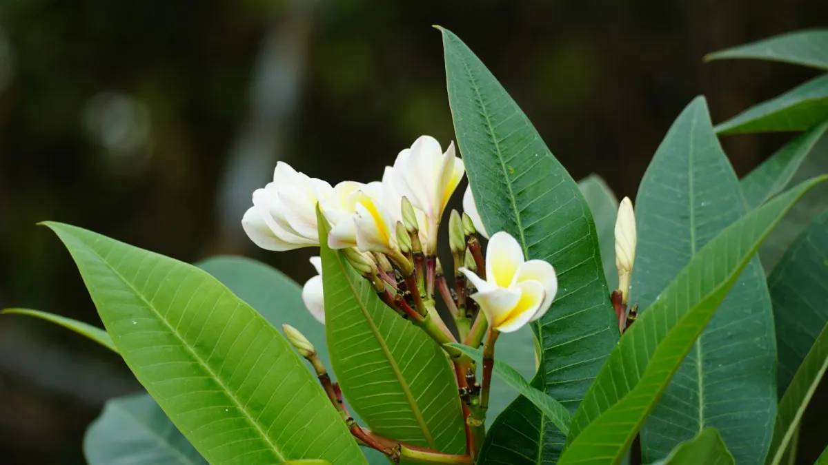 White and yellow frangipani flowers among glossy green leaves
