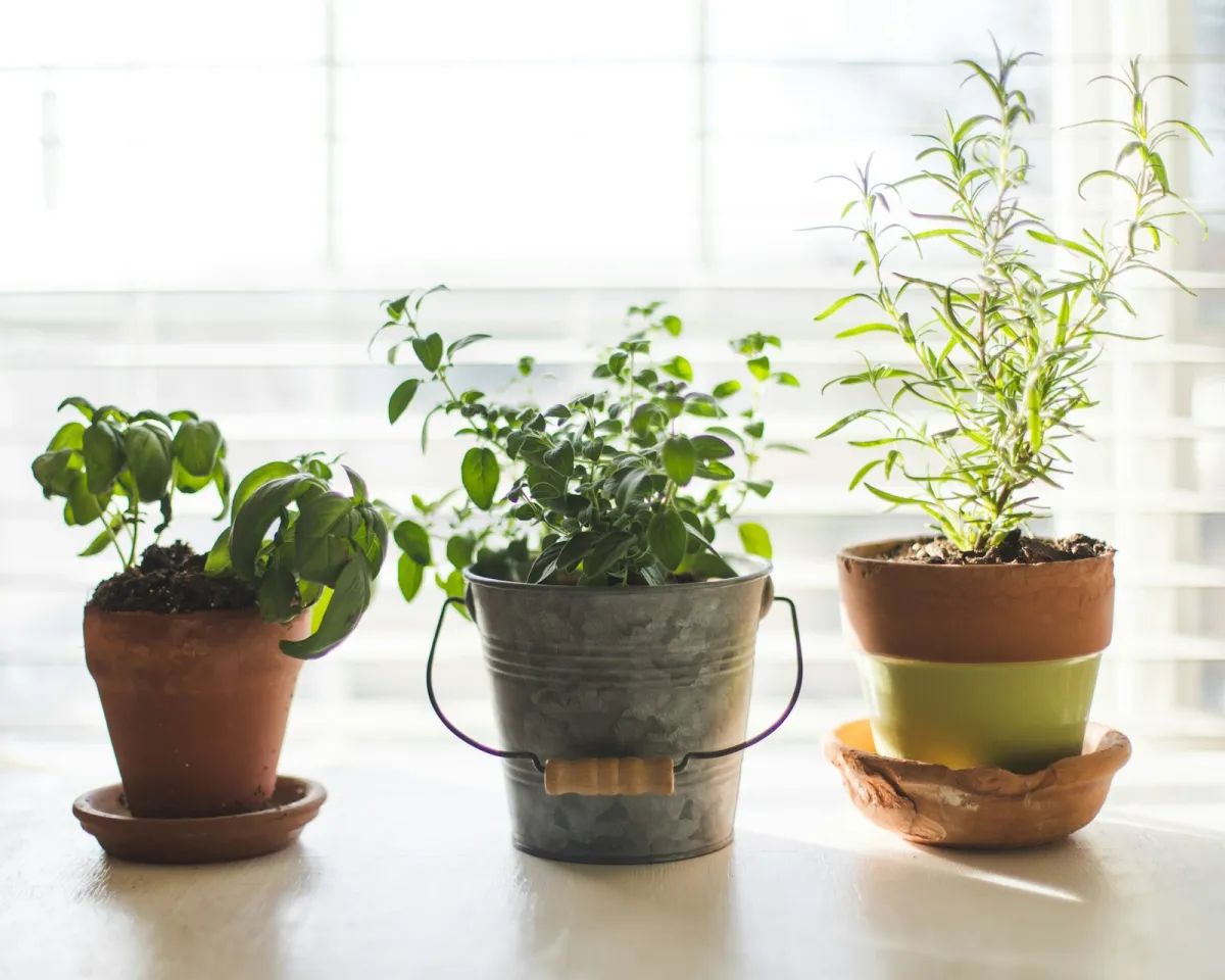 Three potted herbs, basil, oregano and rosemary, on a sunny windowsill