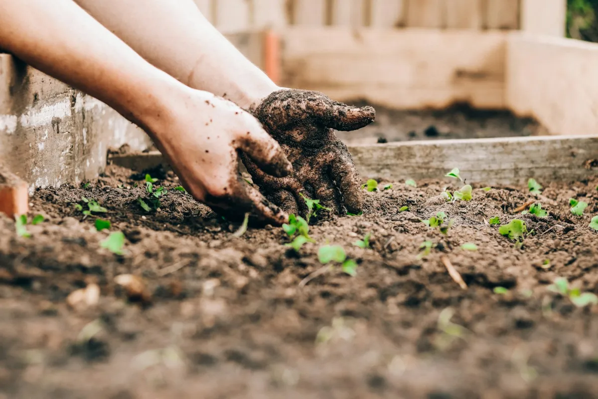 Hands planting seedlings in a raised bed of garden soil