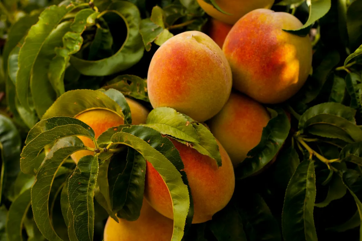 Ripe peaches growing among green leaves on a tree