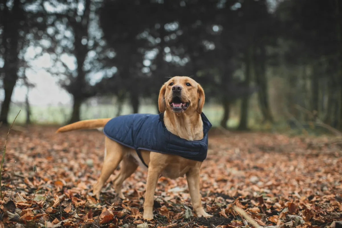 Labrador in a navy quilted coat standing on autumn leaves in a wood