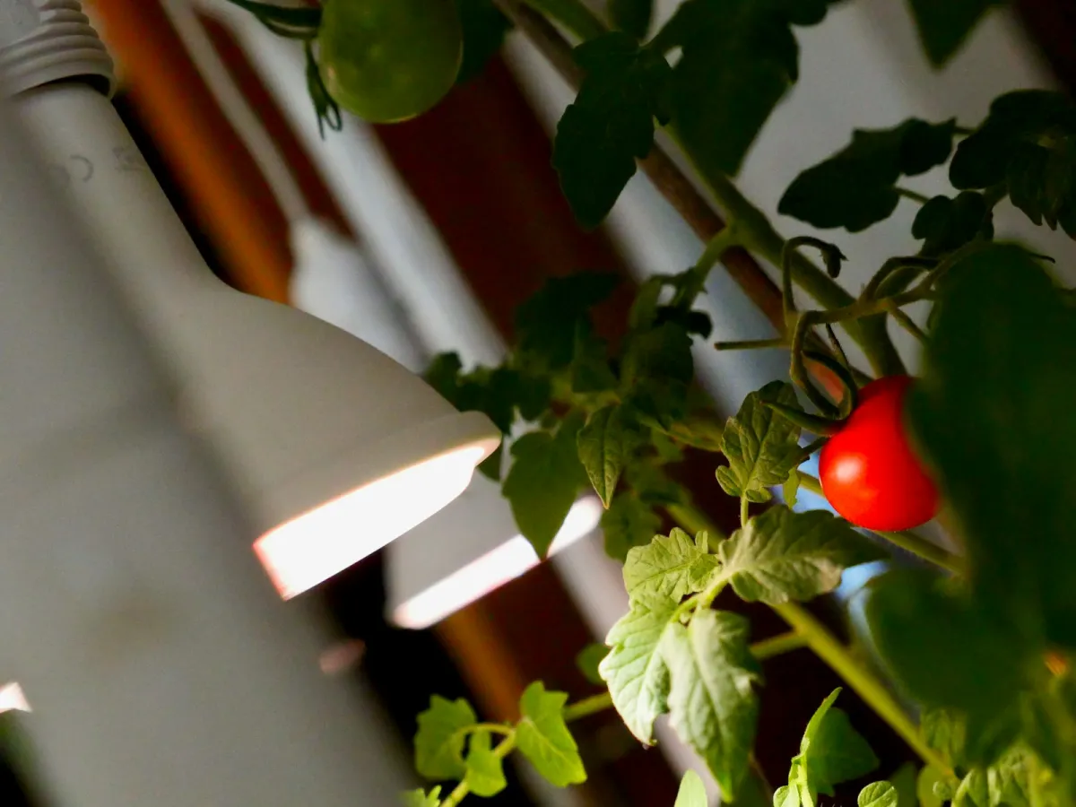 A cherry tomato plant growing indoors under a white grow lamp