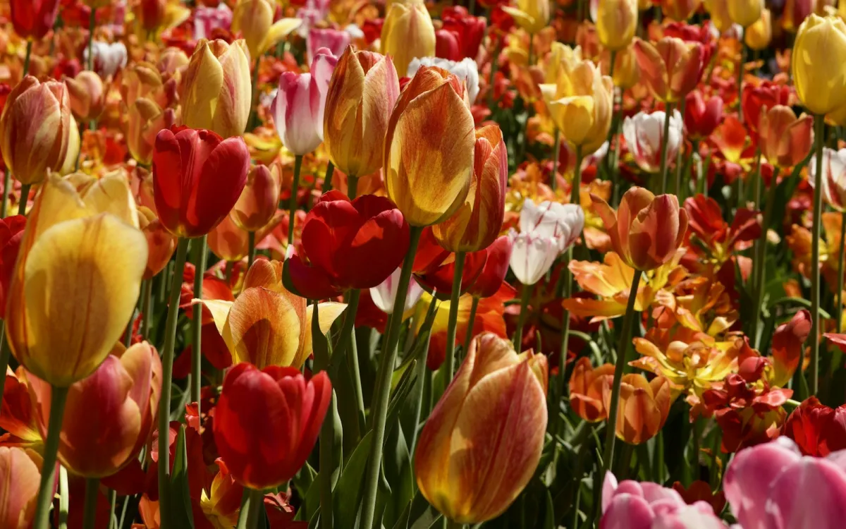 A dense bed of red, yellow, orange and pink tulips in flower A dense bed of red, yellow, orange and pink tulips in flower