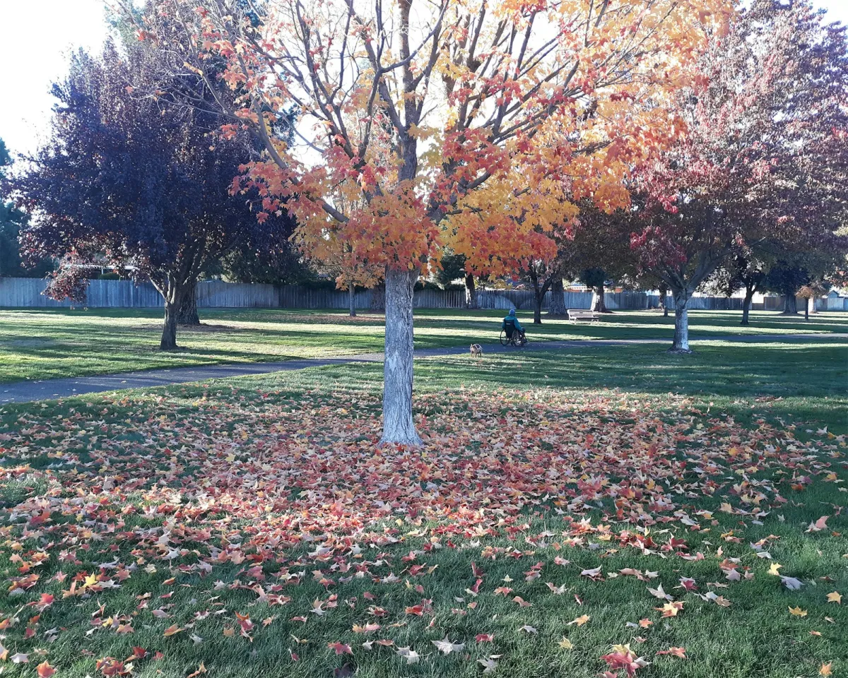A wheelchair user and a small dog on a path through a park in autumn A wheelchair user and a small dog on a path through a park in autumn