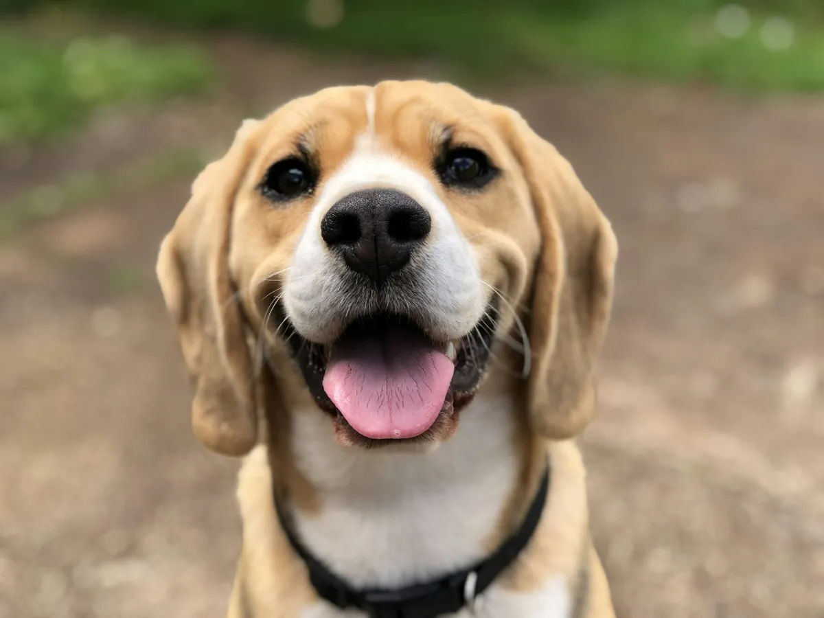 Happy beagle with its tongue out sitting on a path outdoors Happy beagle with its tongue out sitting on a path outdoors