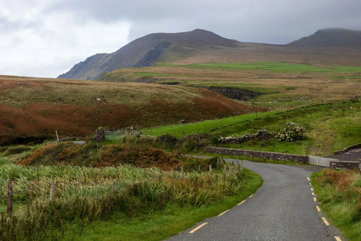 A narrow road winding through green fields and stone walls on the Dingle Peninsula in County Kerry A narrow road winding through green fields and stone walls on the Dingle Peninsula in County Kerry