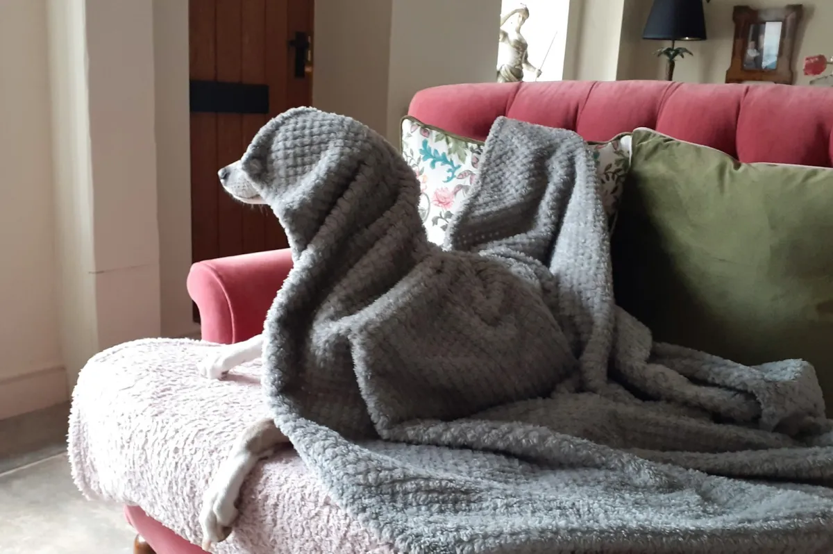 A dog wrapped in a grey fleece blanket sitting on a red sofa
