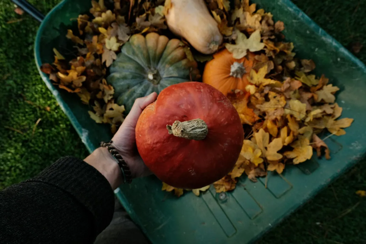 Hand holding a pumpkin over a wheelbarrow of autumn leaves and squash Hand holding a pumpkin over a wheelbarrow of autumn leaves and squash