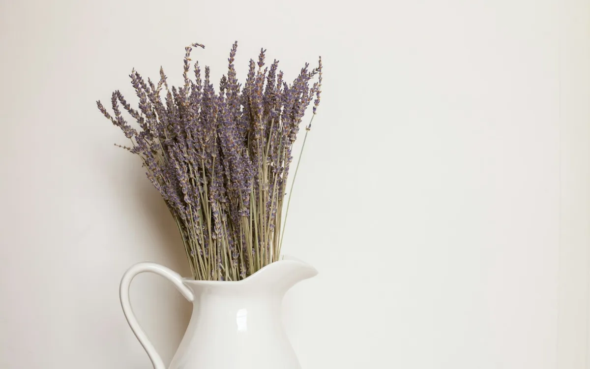 A bunch of dried lavender in a white ceramic jug against a plain cream wall A bunch of dried lavender in a white ceramic jug against a plain cream wall