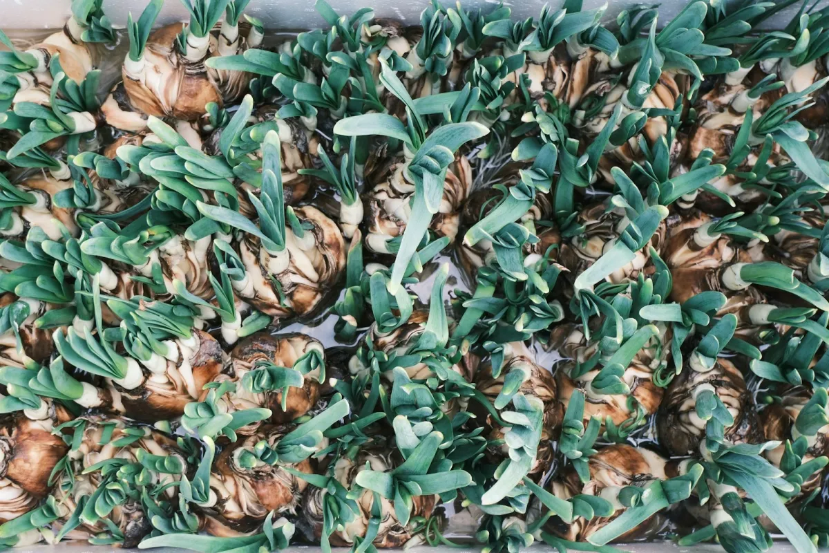 A tray of flower bulbs sprouting fresh green shoots