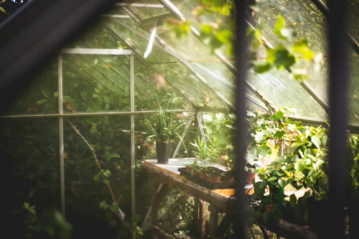 Potted plants on a wooden bench inside a small garden greenhouse