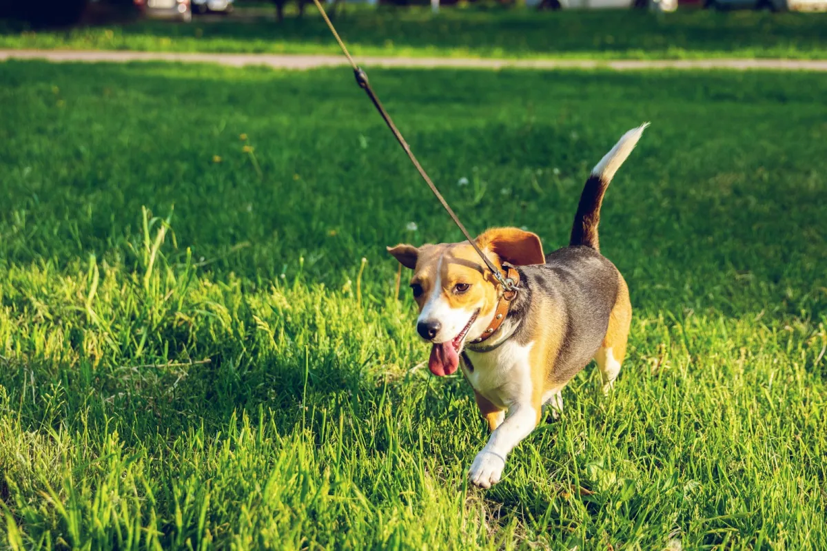 A beagle trotting across sunny grass on a lead A beagle trotting across sunny grass on a lead