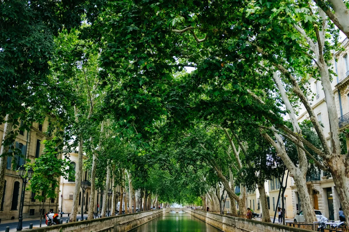 A calm canal lined with tall plane trees in a French town A calm canal lined with tall plane trees in a French town