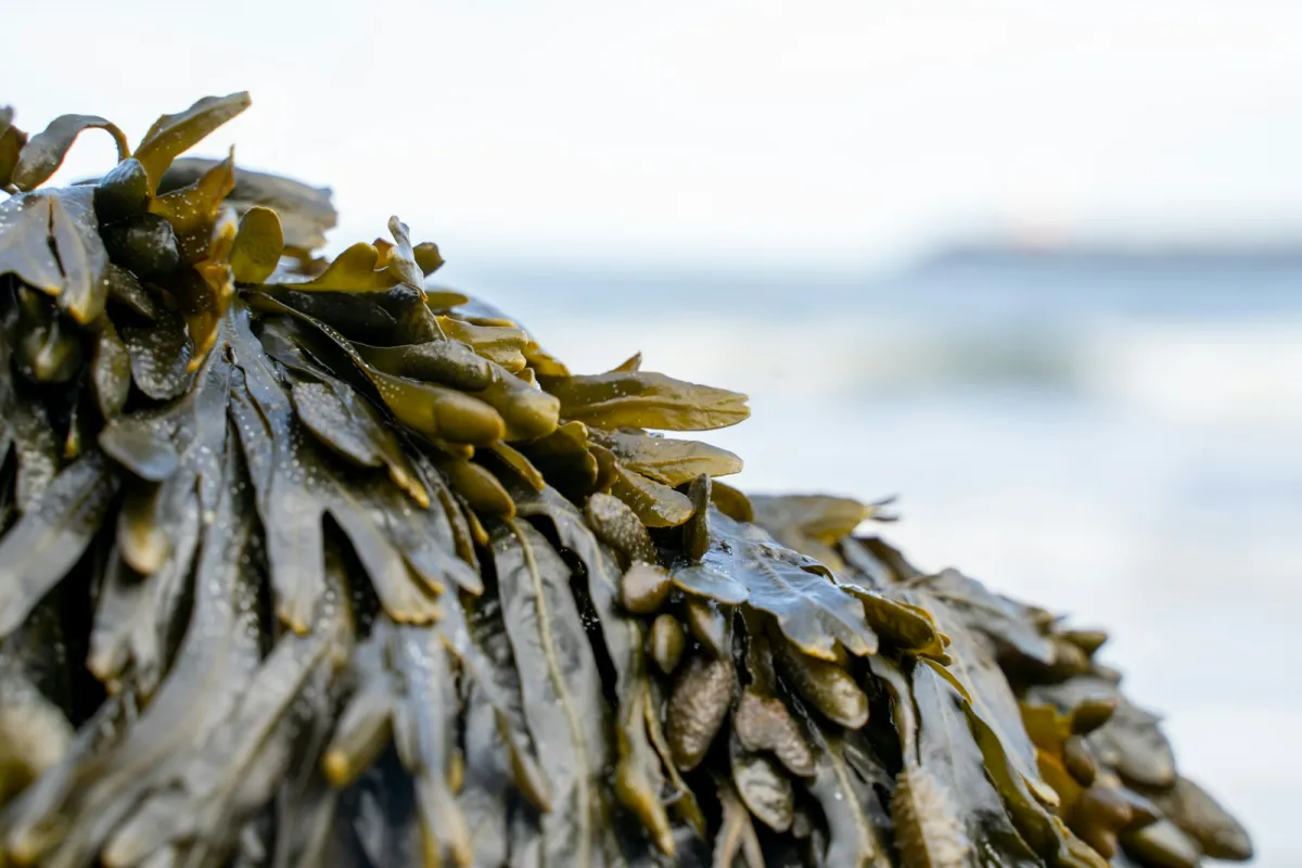 Close-up of wet seaweed on a beach with the sea behind Close-up of wet seaweed on a beach with the sea behind