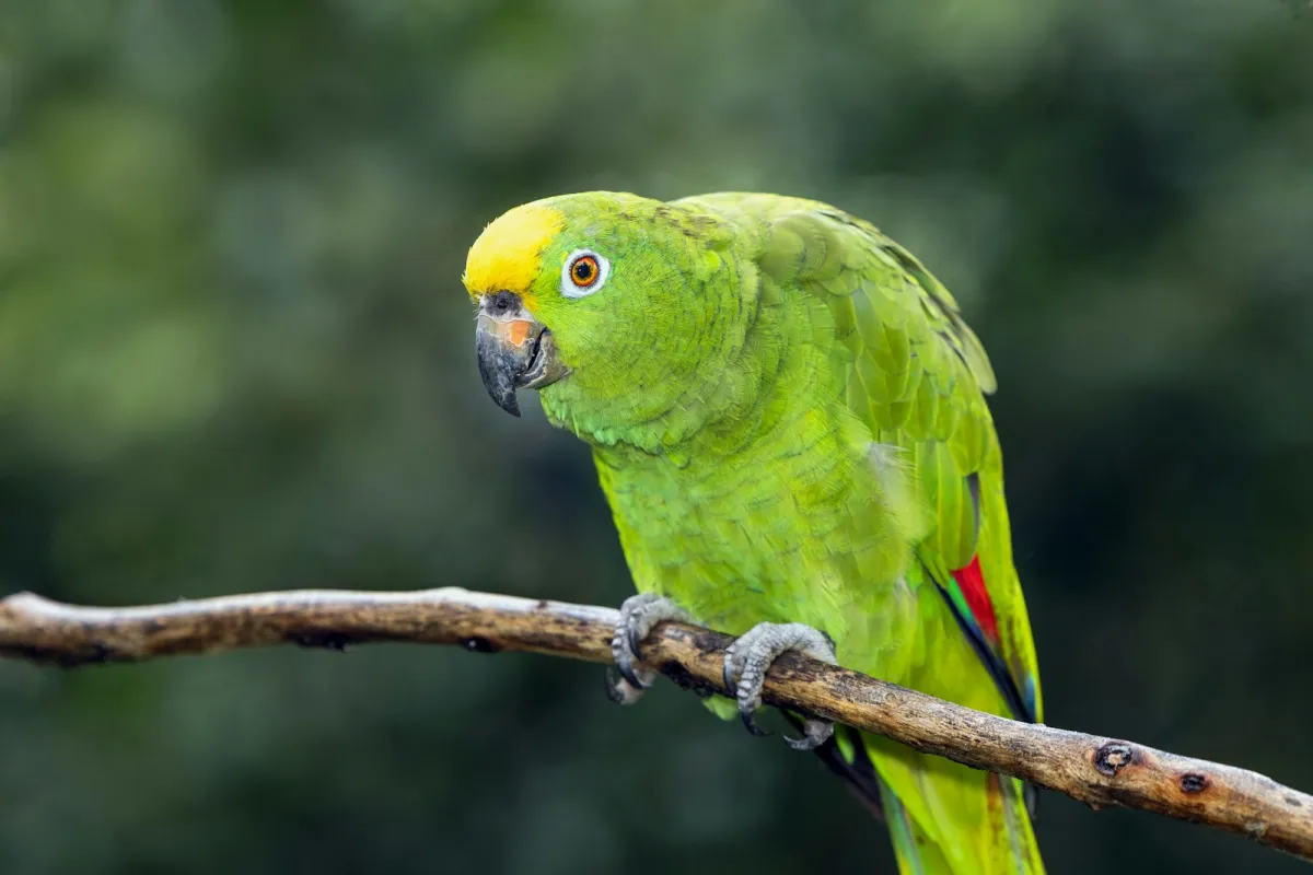 A green parrot with a yellow head perched on a branch