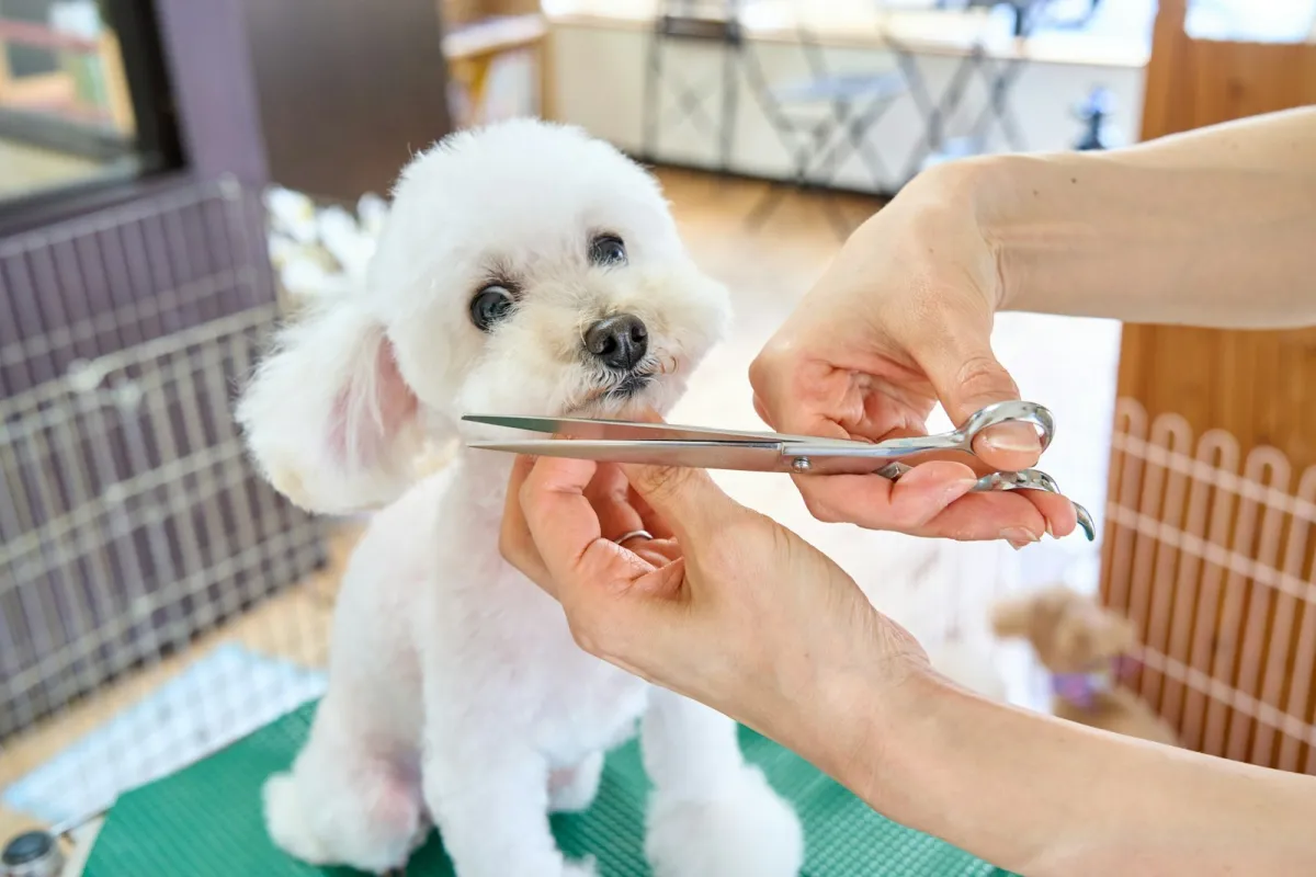 Small white poodle having its face trimmed with grooming scissors on a grooming table Small white poodle having its face trimmed with grooming scissors on a grooming table