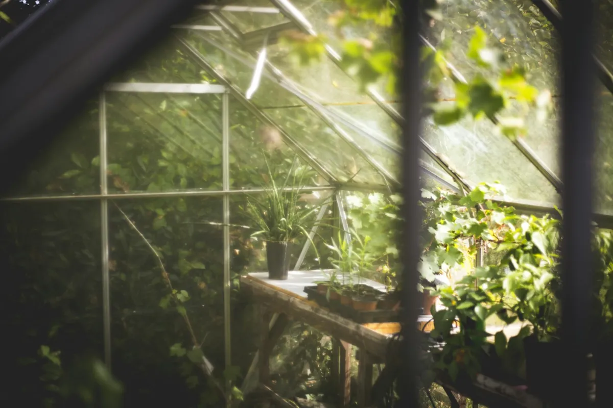Potted plants on a wooden bench inside a sunlit glass greenhouse