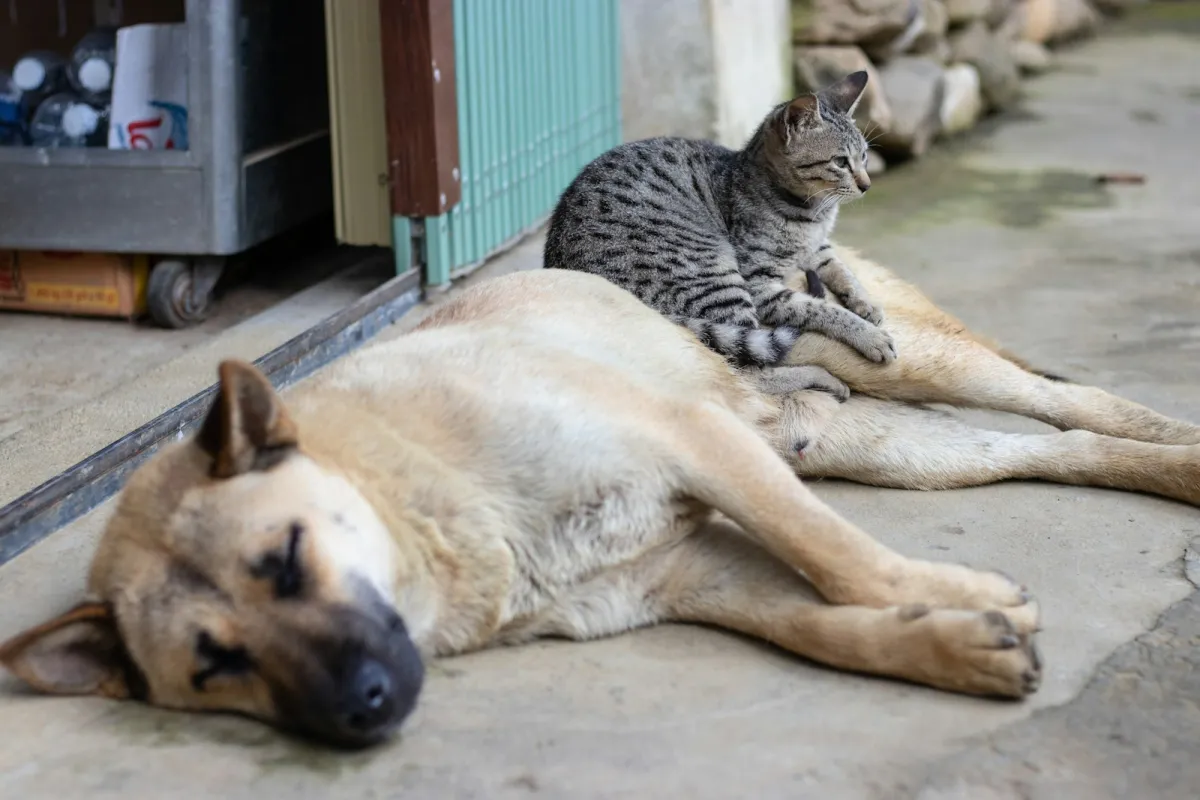 A tabby kitten sitting on a sleeping sandy-coloured dog