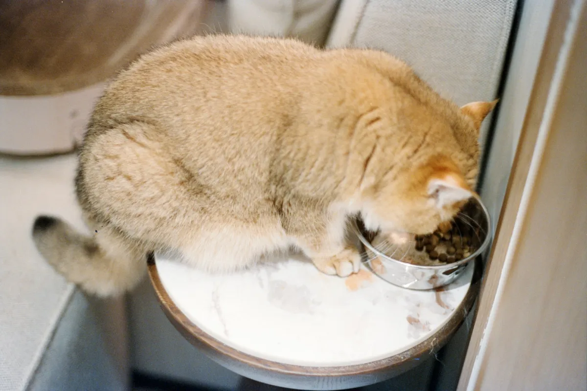 Golden cat eating dry food from a metal bowl