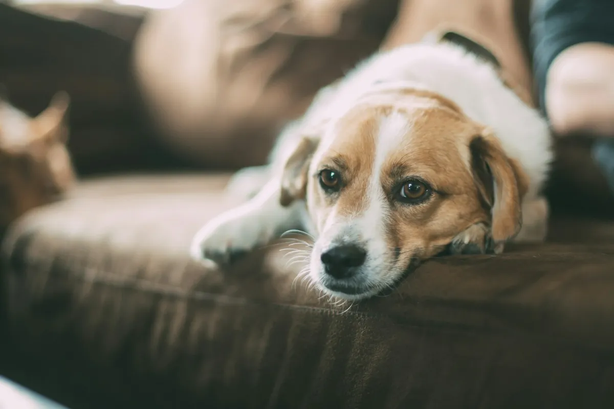 Brown and white dog resting its head on a brown sofa Brown and white dog resting its head on a brown sofa