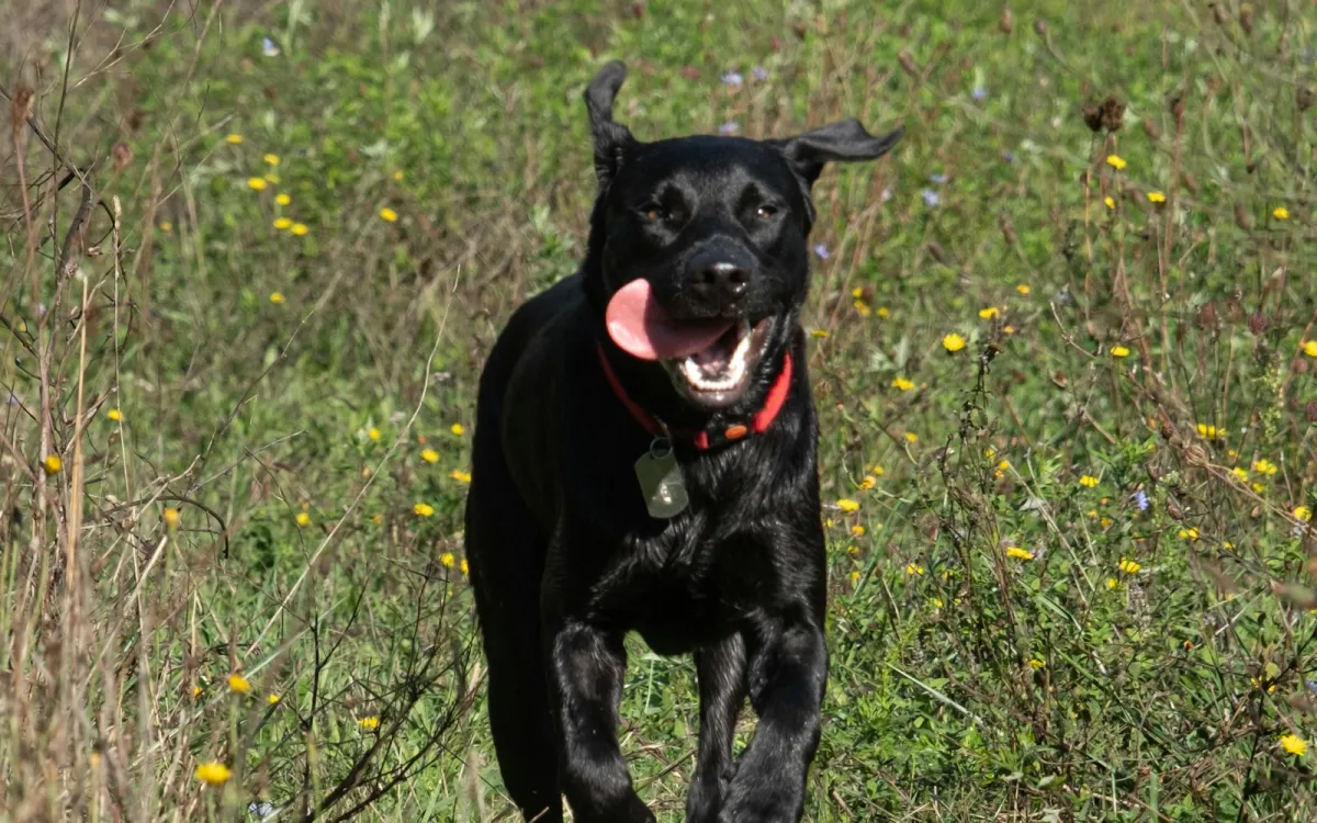 A black Labrador in a red collar running through a meadow of yellow wildflowers