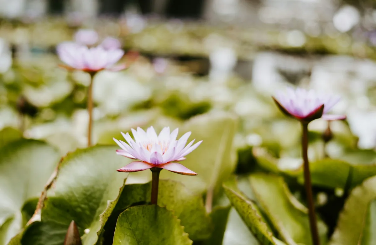 Pink water lilies flowering among lily pads in a pond Pink water lilies flowering among lily pads in a pond
