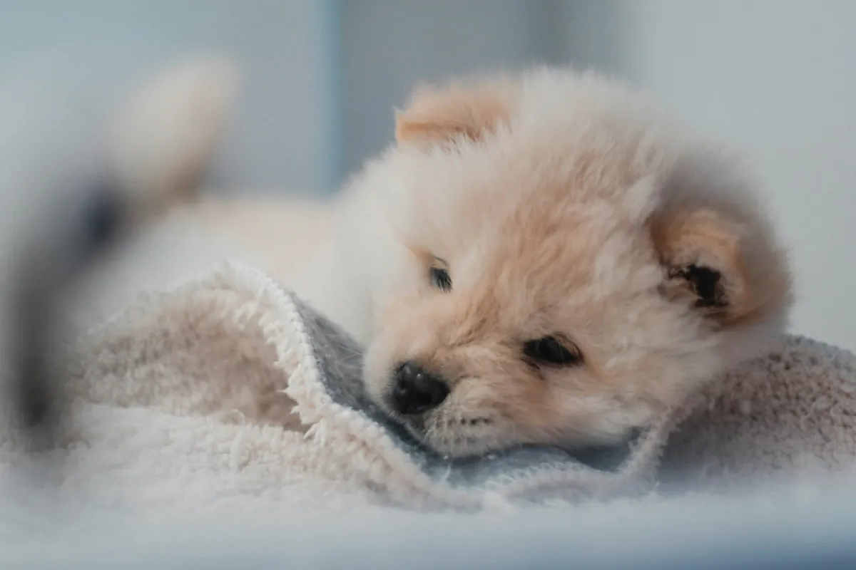 A fluffy cream puppy resting its head on a soft towel