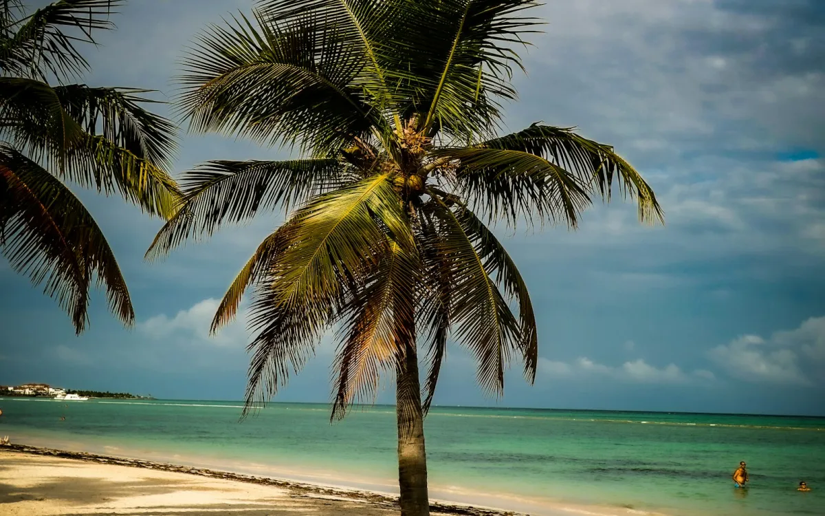 A coconut palm on a white-sand Caribbean beach at Juanillo, Punta Cana, with turquoise sea behind A coconut palm on a white-sand Caribbean beach at Juanillo, Punta Cana, with turquoise sea behind