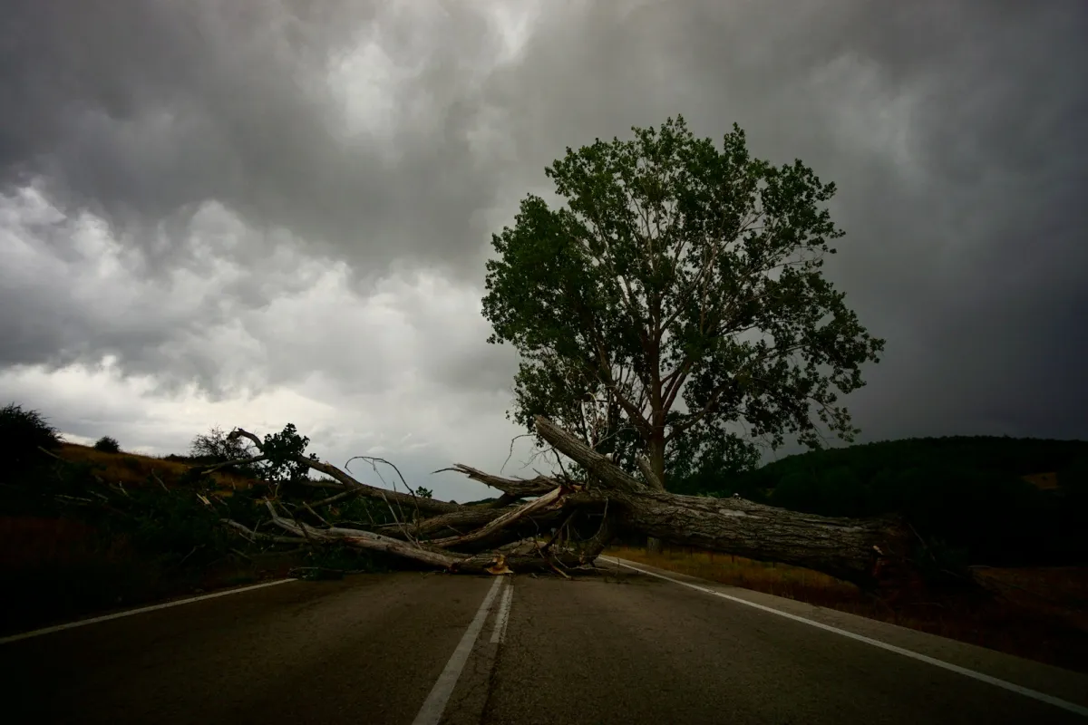 A fallen tree lying across a country road under dark storm clouds A fallen tree lying across a country road under dark storm clouds
