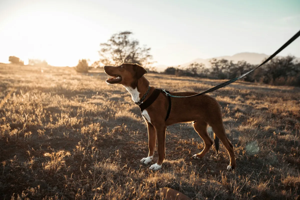 A brown and white dog in a harness and lead standing in a sunlit field