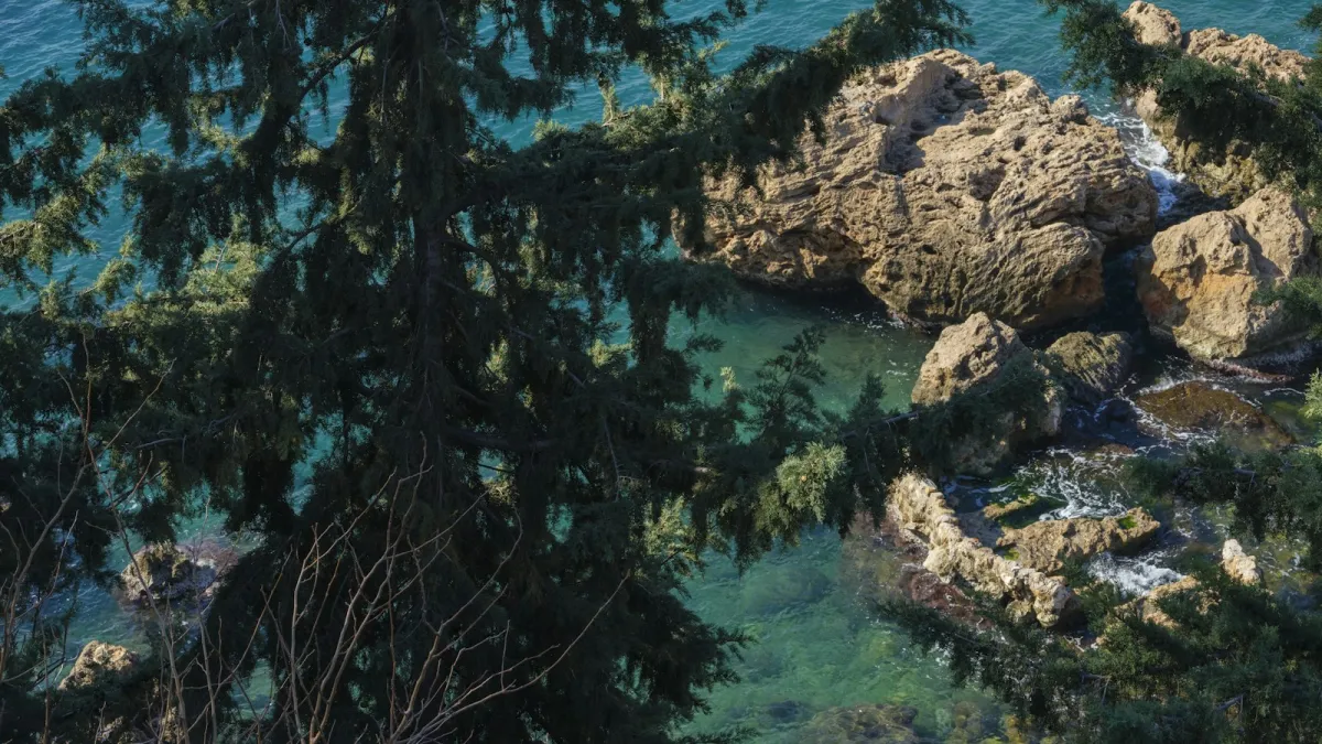 Pine branches over clear turquoise sea and rocks on a Mediterranean coast Pine branches over clear turquoise sea and rocks on a Mediterranean coast