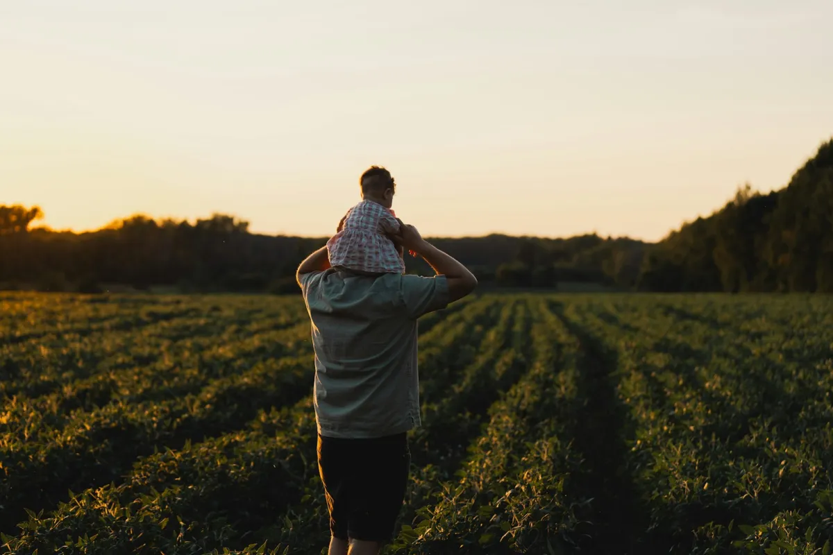 A father carrying a small child on his shoulders across a field at sunset, seen from behind