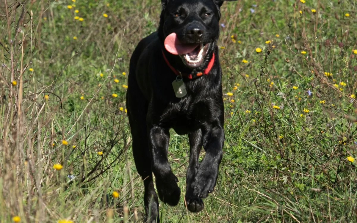 A black Labrador in a red collar running towards the camera through a wildflower meadow A black Labrador in a red collar running towards the camera through a wildflower meadow