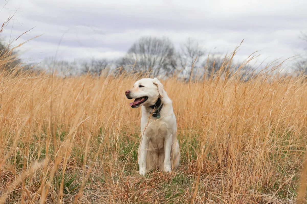 A dog standing in a grassy field