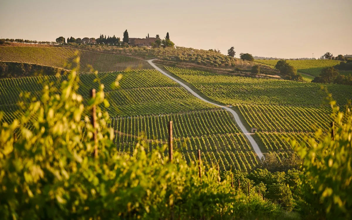 Rows of vines on a Tuscan hillside at sunset, with a farmhouse and cypress trees on the ridge Rows of vines on a Tuscan hillside at sunset, with a farmhouse and cypress trees on the ridge