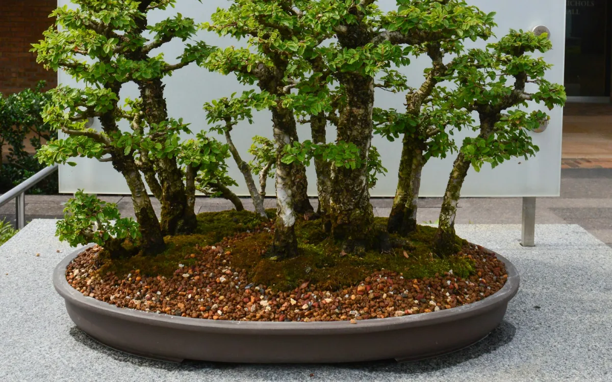 A forest-style bonsai planting of small elm trees in a wide oval pot on display A forest-style bonsai planting of small elm trees in a wide oval pot on display