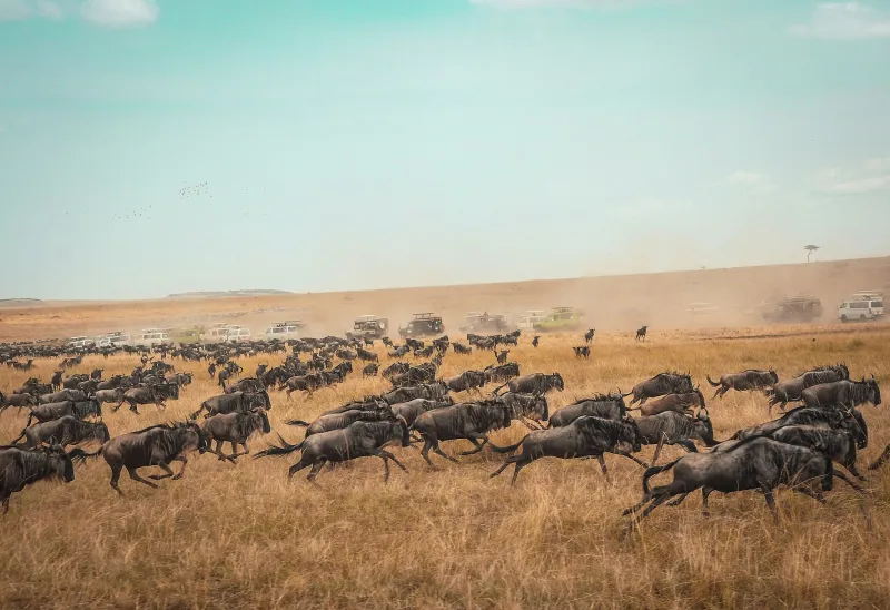 Africa Safari Trips: private, tailor-made safaris in Kenya, Uganda and beyond A herd of wildebeest running across golden savanna with safari vehicles in the distance