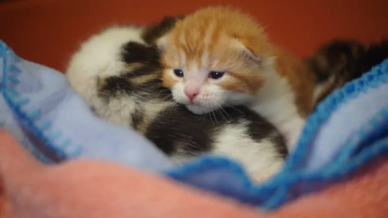 Newborn kittens snuggled together on soft blankets at Animals In Distress