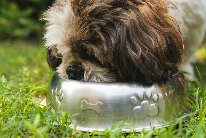 A shaggy brown and white dog eating from a metal bowl on the grass