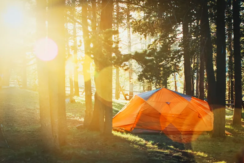An orange tent pitched among pine trees in low evening sun