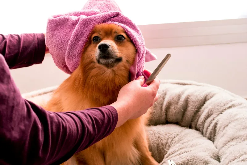 Bugalugs: UK-made dog shampoos, brushes and grooming bundles from £11.99 A small ginger dog wrapped in a pink towel being combed after a bath