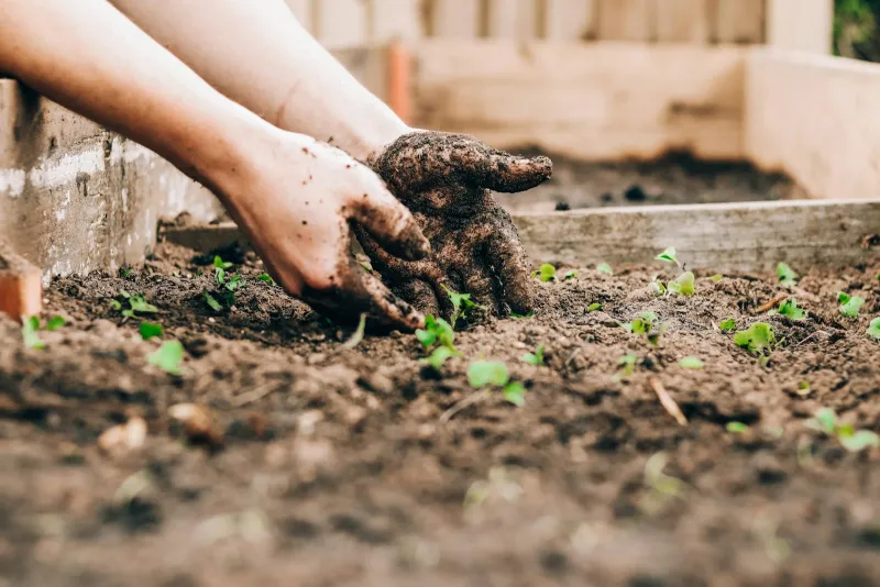 Coco & Coir: peat-free compost blocks, coir doormats and garden kit Hands planting seedlings in a raised bed of garden soil