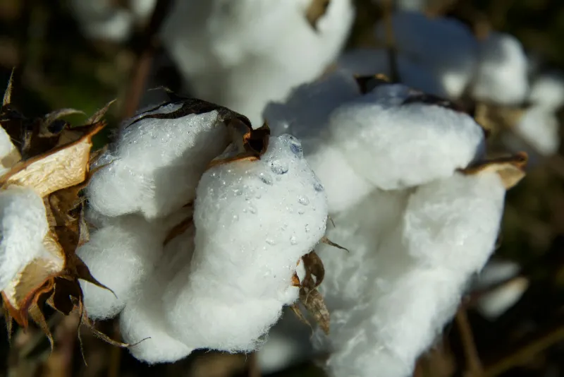 Close-up of fluffy white cotton bolls on the plant