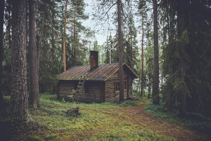 A wooden cabin among tall pine trees in a forest