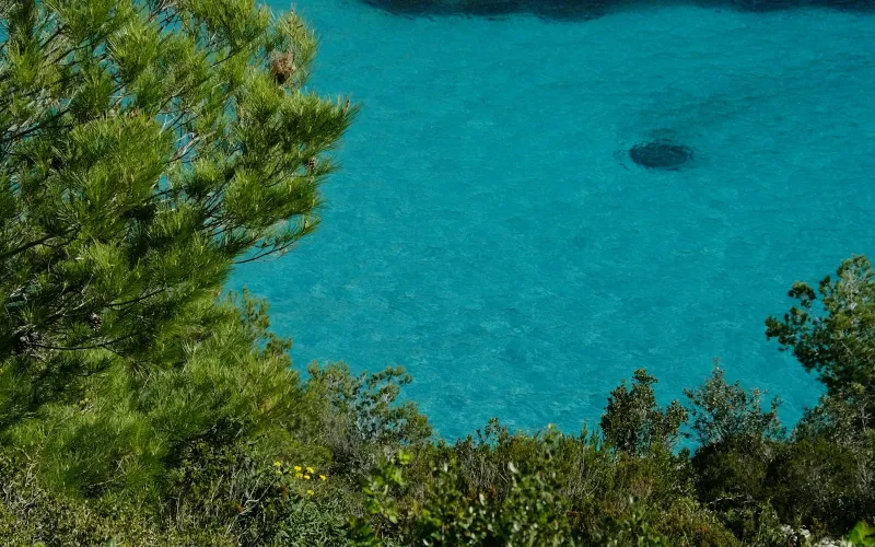 Pine trees above clear turquoise water on a Mediterranean coast