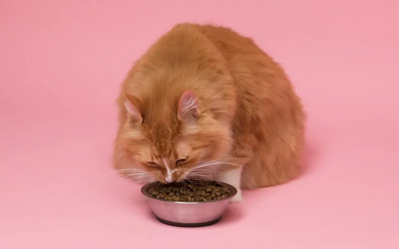 Ginger cat eating from a metal bowl against a pink background
