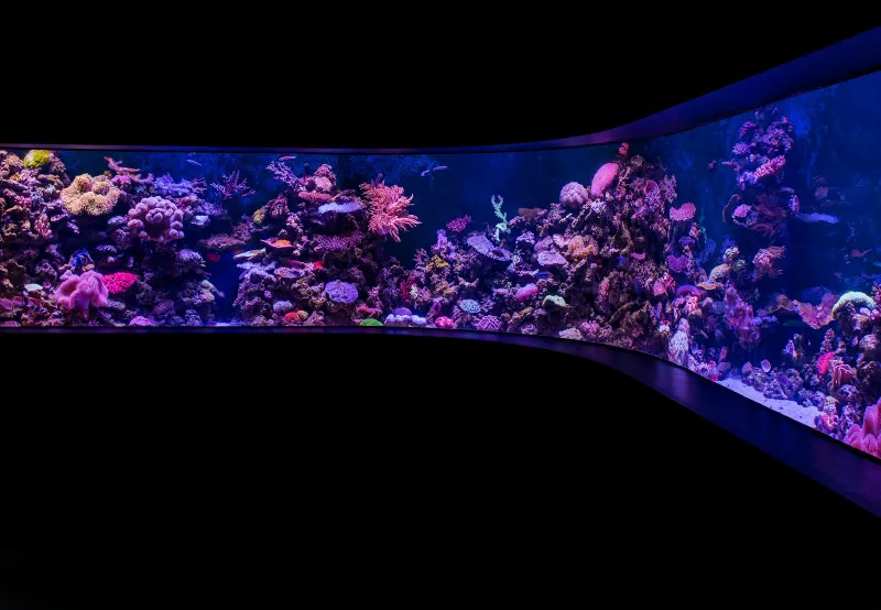 Lovetovisit: discounted tickets for UK theme parks, zoos and days out A long, brightly lit aquarium full of coral and small fish against a dark background