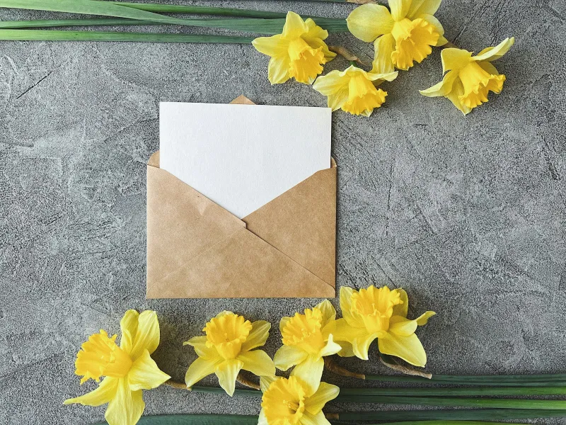 A blank card in a brown envelope surrounded by yellow daffodils